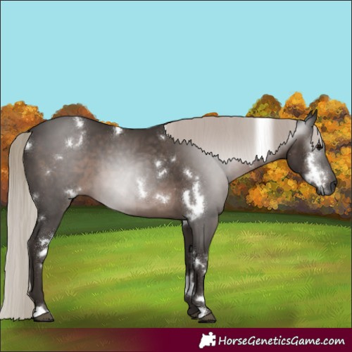 Horse Color:Gray White Spotted Silver Black 