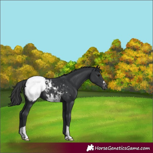 Horse Color:Black Appaloosa 