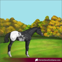 Horse Color:Black Appaloosa