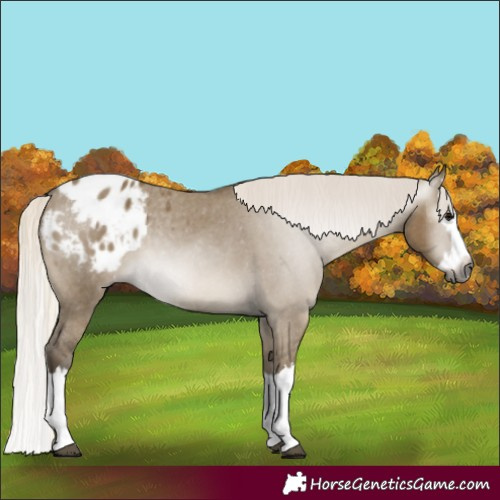 Horse Color:Gray Silver Smoky Grullo Splash Appaloosa