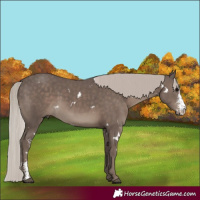 Horse Color:White Spotted Silver Black Sabino 