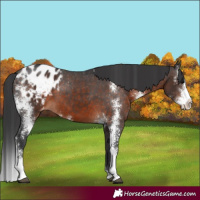 Horse Color:Brown Sabino Appaloosa 