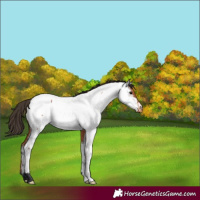 Horse Color:Bay Roan Appaloosa 