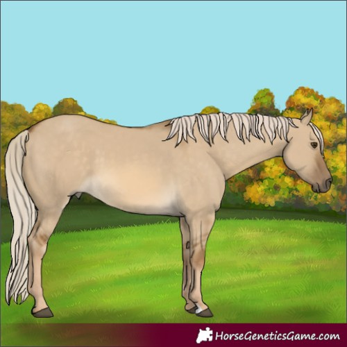 Horse Color:Chocolate Palomino Dun 