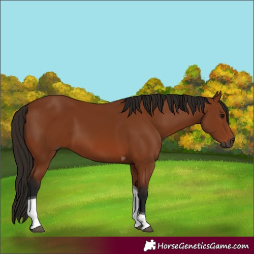 Horse Color:Gray Bay Tobiano