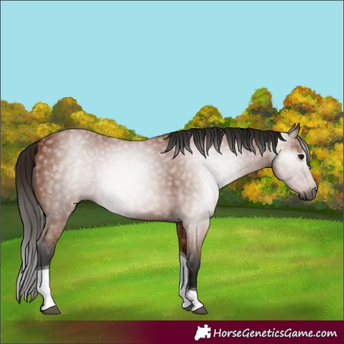 Horse Color:Gray Bay Tobiano 