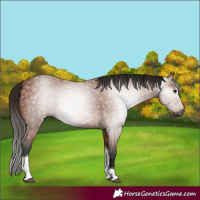Horse Color:Gray Bay Tobiano 