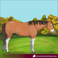 Horse Color:Bay Splash Frame