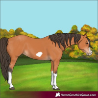 Horse Color:Bay Splash Frame