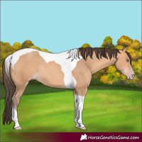 Horse Color:Amber Champagne Tobiano Rabicano