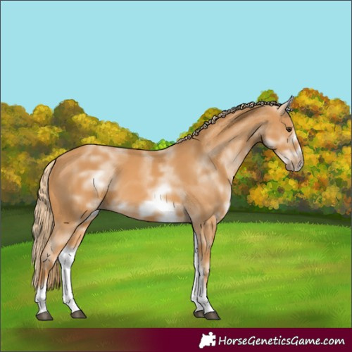 Horse Color:White Spotted Chestnut Sabino Frame