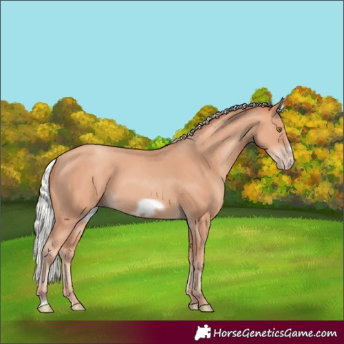 Horse Color:Silver Amber Champagne Frame