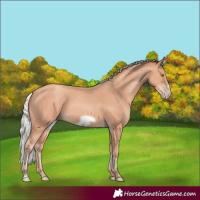 Horse Color:Silver Amber Champagne Frame 