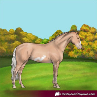 Horse Color:Silver Amber Champagne Frame 