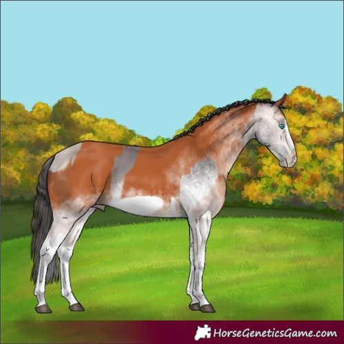 Horse Color:Platinum White Spotted Buckskin Splash  and White Spotted Bay Splash Frame 