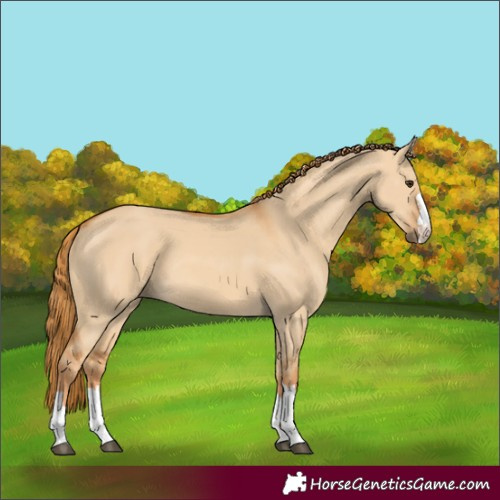 Horse Color:Red Dun 