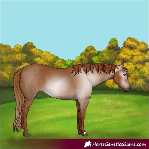 Horse Color:Gray Chestnut