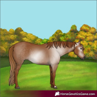 Horse Color:Gray Chestnut 