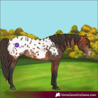 Horse Color:Bay Appaloosa
