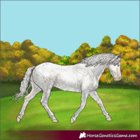 Horse Color:Silver Amber Champagne Pearl Dun Tobiano Near Leopard Rabicano  and Silver Amber Champagne Pearl Dun Tobiano Near Leopard Rabicano 