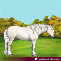 Horse Color:Silver Amber Champagne Pearl Dun Tobiano Appaloosa Rabicano and Silver Amber Champagne Pearl Dun Tobiano Appaloosa Rabicano