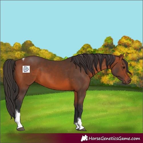 Horse Color:Bay Tobiano 