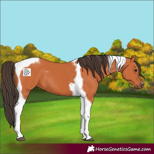 Horse Color:Bay Tobiano