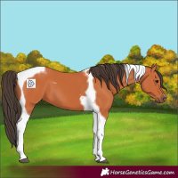 Horse Color:Bay Tobiano 