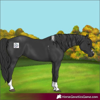 Horse Color:Black Tobiano 