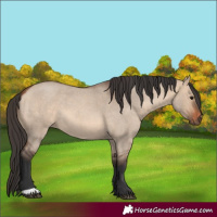 Horse Color:Unknown 