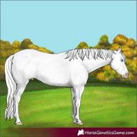 Horse Color:Silver Amber Champagne Pearl Dun Tobiano Appaloosa Rabicano  and Silver Amber Champagne Pearl Dun Tobiano Appaloosa Rabicano 