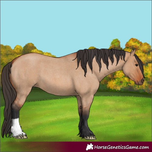 Horse Color:Unknown