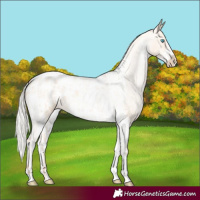 Horse Color:Silver Amber Champagne Pearl Dun Tobiano Blanket Rabicano  and Silver Amber Champagne Pearl Dun Tobiano Frame Blanket Rabicano 