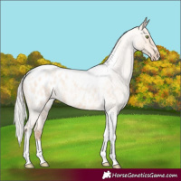 Horse Color:Silver Amber Champagne Roan Dun Splash Tobiano Frame Appaloosa Rabicano 