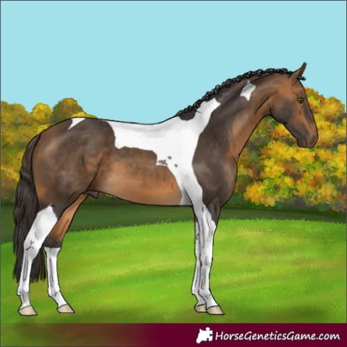 Horse Color:Buckskin Tobiano 