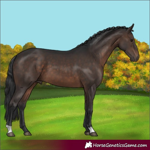 Horse Color:Brown 