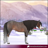 Horse Color:Liver Red Roan Splash 