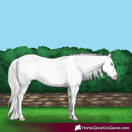 Horse Color:Silver Amber Champagne Pearl Dun Tobiano Varnish Rabicano  and Silver Amber Champagne Pearl Dun Tobiano Varnish Rabicano 