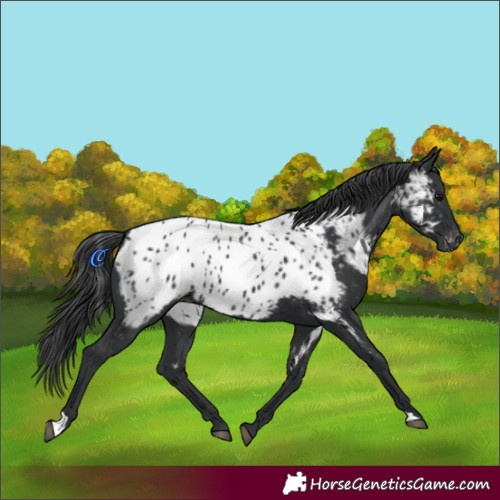 Horse Color:Black Appaloosa