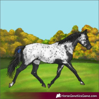 Horse Color:Black Appaloosa 