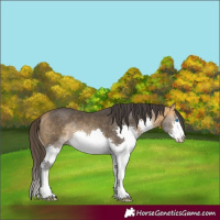Horse Color:Buckskin Splash 