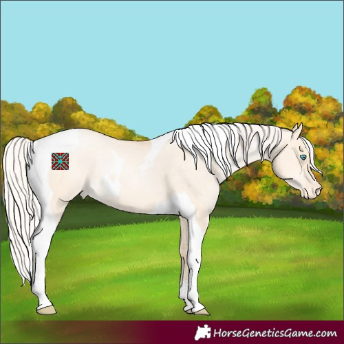 Horse Color:Silver Amber Champagne Pearl Dun Tobiano Appaloosa Rabicano  and Silver Amber Champagne Pearl Dun Tobiano Appaloosa Rabicano 