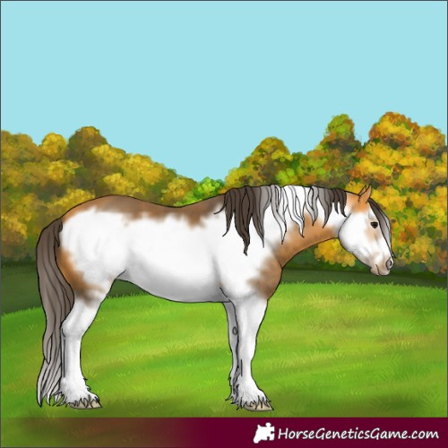 Horse Color:Buckskin Splash Frame 