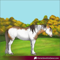 Horse Color:Buckskin Splash Frame 