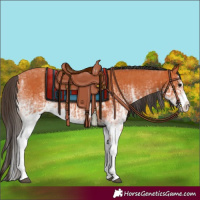 Horse Color:White Spotted Bay Splash  and White Spotted Bay Splash 