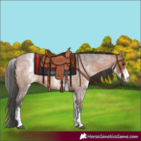 Horse Color:White Spotted Bay Roan 