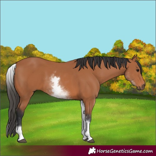 Horse Color:White Spotted Bay 