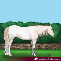Horse Color:Silver Amber Champagne Pearl Dun Tobiano Blanket Rabicano  and Gold Champagne Pearl Dun Tobiano Blanket Rabicano 