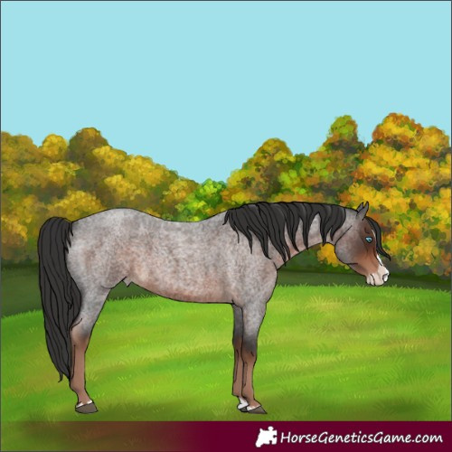 Horse Color:Liver Red Roan Splash 