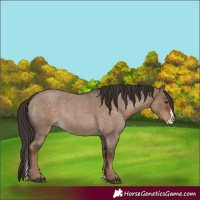 Horse Color:Liver Red Dun Roan Splash 